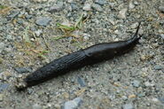 Black slug (Arion ater)