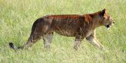 Congo Lioness.jpg