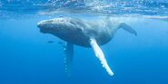 Humpback whale (Megaptera novaeangliae)