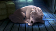Kate-sleeping-everything-alpha-and-omega