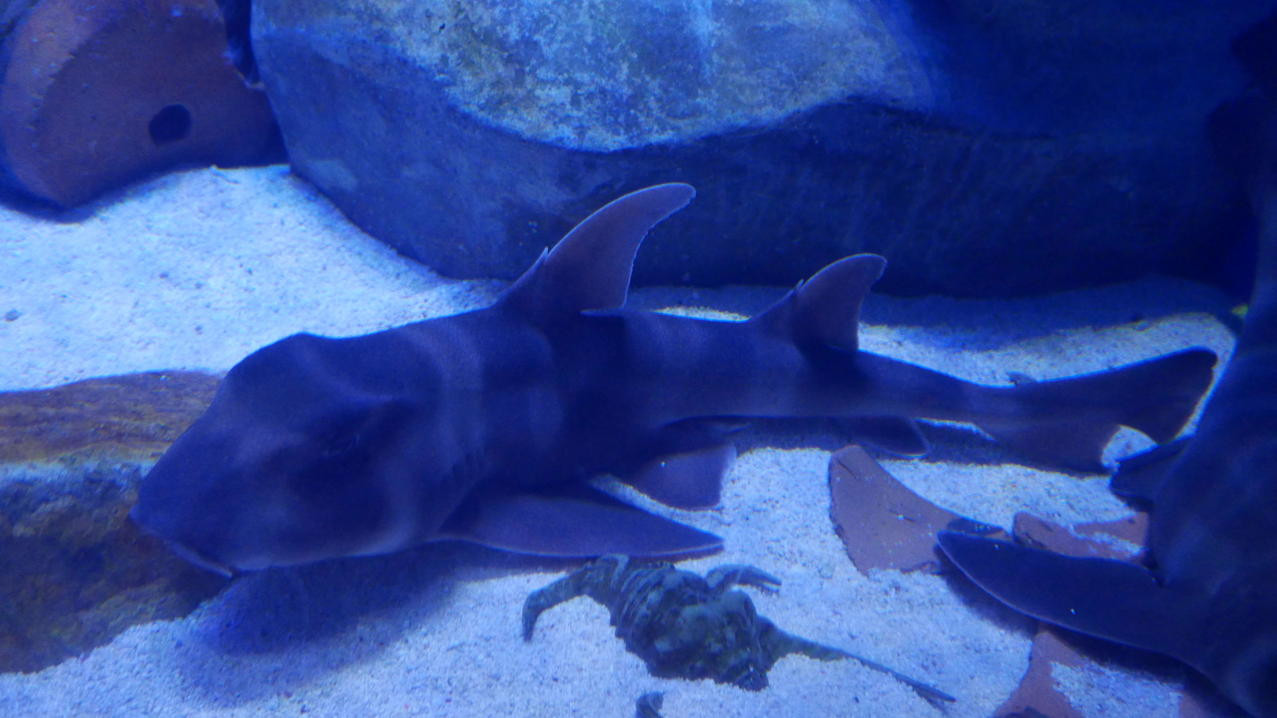 Japanese Bullhead Shark | The Parody Wiki | Fandom, image size:4480x2520