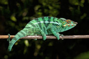 Panther Chameleon.jpg