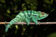 Panther Chameleon as Buttercup