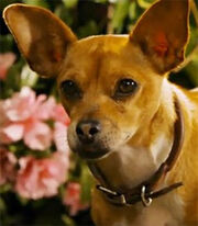 Papi-beverly-hills-chihuahua-37