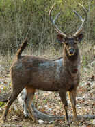 Sambar Deer