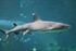 Whitetip Reef Shark as Kayentavenator