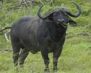 African cape buffalo