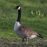 Canada Goose as Pearl