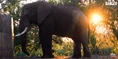 KNP Elephant.png (2.83 MB)