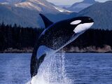 We Bare Cetaceans: The Movie