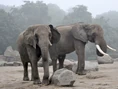 Male and Female African Elephants (Animals).jpg (38 KB)