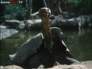 Galápagos Tortoise