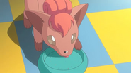 Vulpix PO