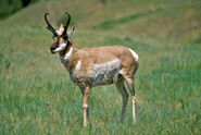 Pronghorn as Dweeb