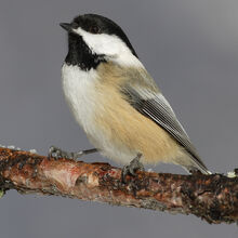 Chickadee, Black-Capped.jpg