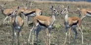 Thomson's Gazelles as Gazelles