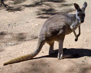 Female Red Kangaroo (Macropus rufus)