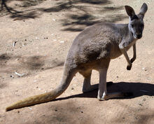 Female Red Kangaroo (Macropus rufus).jpg