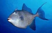 Grey triggerfish.jpg