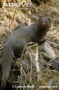 Indian-grey-mongoose-portrait