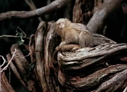 Pygmy Marmoset