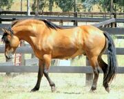 Kiger-Mustang-Horse-Pictures.jpg