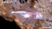 Mexican Tetra.jpg