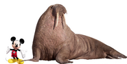 Pacific Walrus (Odobenus romarsanus divergins)