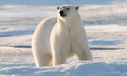 Polar Bear as Yeti (Aboninable Snowman)