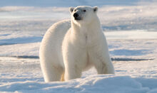 Polar-bear-story-1.jpg