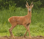 Roe Deer as Dweeb