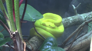 Eyelash Viper