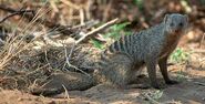 Banded Mongoose as Jaques