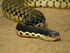 1200px-Malagasy Giant Hognose Snake