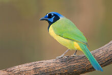 5814 Green Jay 02-16-2008 2.jpg