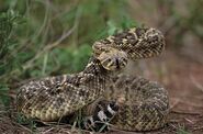 Western Diamondback Rattlesnake as Ekans