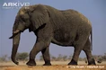 African-elephant-walking.jpg (67 KB)