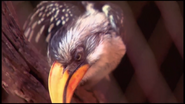 Animal Atlas Hornbill