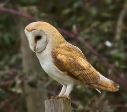 Barn-Owl1.jpg