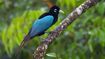 Blue Bird of Paradise