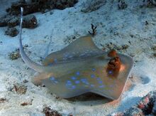 Blue-spotted-stingray-big.jpg