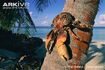 Coconut Crab