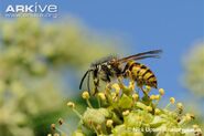 Common Wasp as Bee