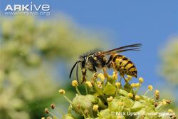 Common-wasp-dusted-with-pollen-feeding-on-ivy-flowers.jpg