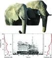Comparison-of-a-female-left-Chikwenya-and-a-male-right-Mike-African-elephant-The.png (285 KB)