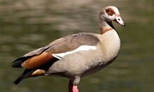 Egyptian goose.jpg
