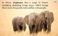 Elephants Face a Range.jpg (87 KB)