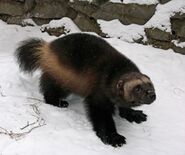 Wolverine as Honey Badger