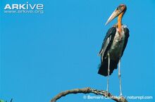 Greater-adjutant-standing-on-branch.jpg