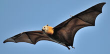 Grey-Headed-Flying-Fox-Size.jpg